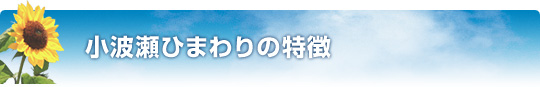 小波瀬ひまわりの特徴