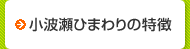 小波瀬ひまわりの特徴